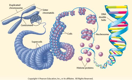 II. Chromosome Composition A. DNA around, which are proteins. 1. The / structure and around itself into. 2.