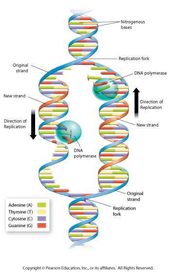 E. The strands of DNA are ; this means that each strand has an strand that goes with it (each strand is a to the opposite strand). 1.