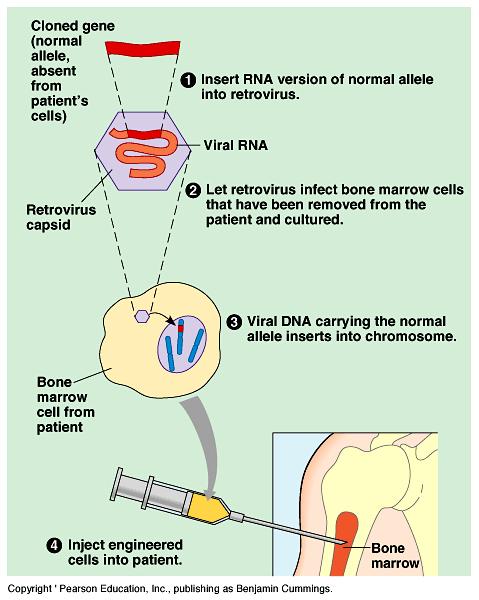 9. Uses of DNA biotechnology Medical applications Gene