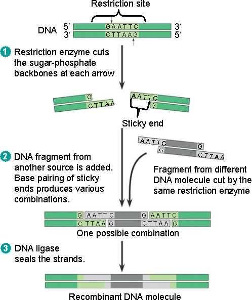 Gene cloning using restriction enzymes Normally found in bacteria Cut up foreign DNA