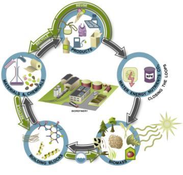 Bio-based economy in a few words Food, feed, fuel, materials and products, all made from biomass and waste.