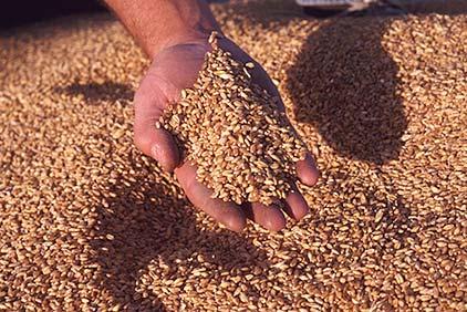 the grain Non-edible cellulose materials Agricultural residues: Straw Corn