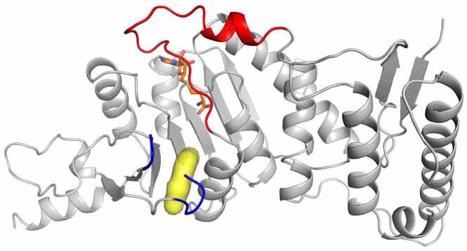 Structure of a Ternary Complex An Induced Pocket Activation loop Substrate loop ZB514