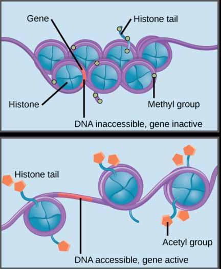 Gene Regulation by Histone Methylation Heterochomatin Writers: Methyl transferases Acetyl transferases Kinases Ubiquitin ligases DNA