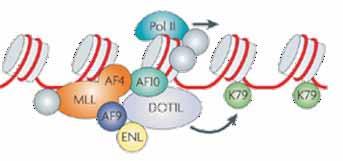 DOT1L as a therapeutic target in MLL-rearranged Leukemia MLL-rearranged (MLL-r) leukemia accounts for ± 10% of acute leukemia of lymphoid and myeloid, and > 70% of cases among infants The gene