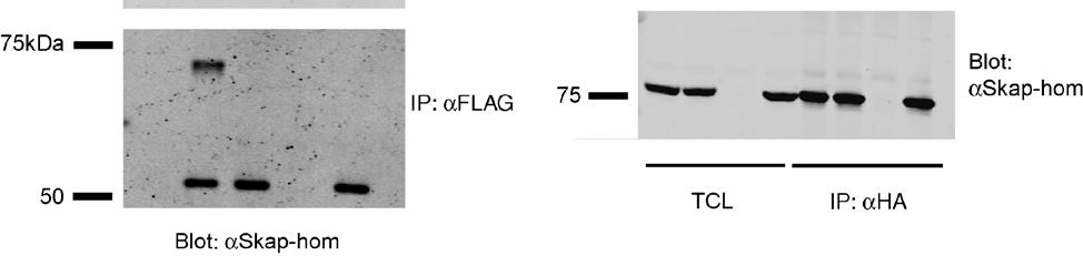 (lane 4), and DM* mutant Skap-hom-GFP plus Skap-hom-Flag (lane 5). Lysates from these cells were subjected to immunoprecipitation using M2 flag agarose and immunoblotted with anti-skap-hom antibodies.