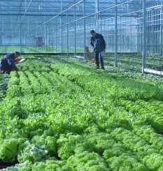 greenhouse horticulture Wim Voogt