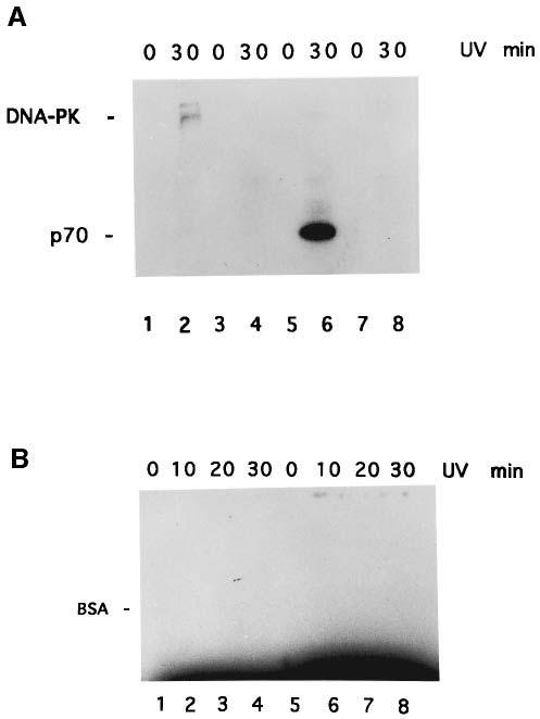 M.Yaneva, T.Kowalewski and M.R.Lieber salmon sperm ds DNA as the co-factor.