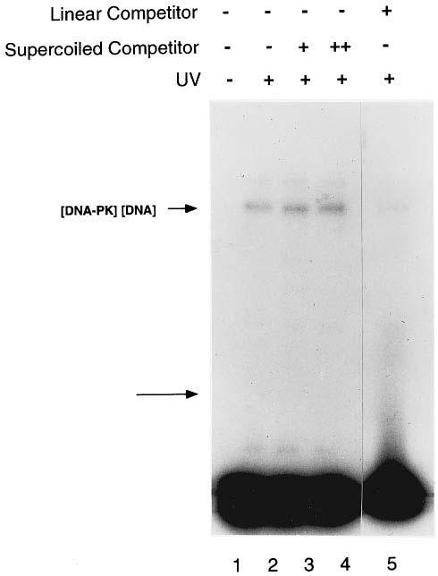 Interaction of DNA-PK with DNA and with Ku as an internal negative control. These results indicate that DNA-PK can directly contact DNA independently of Ku.