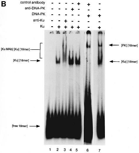 End-labeled 18 bp DNA fragment (0.4 ng, 30 fmol) was added and the mixtures (total volume 20 μl) were incubated for 15 min at room temperature.