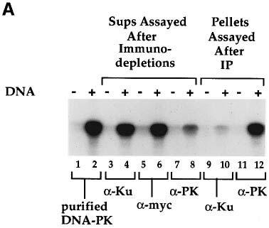 Interaction of DNA-PK with DNA and with Ku Fig. 5. Effect of immunodepletion of Ku from a DNA-PK preparation on the activity of the kinase.