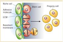 The stem cell niche Symmetric Division (Increases Cell #) Homeostasis Wound Healing Asymmetric Division (Maintains # of differentiated cell types) ECM = extracellular matrix: Identified in: Laminin