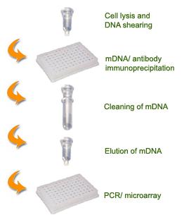 The EpiQuik Methylated DNA Immunoprecipitation (MeDIP) Kit uses a proprietary and unique procedure and composition to enrich methylated DNA.