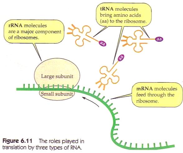 Three types of RNA play a role in protein synthesis TRANSLATION The process of reading the mrna sequence and creating the protein is called translation Protein are made of