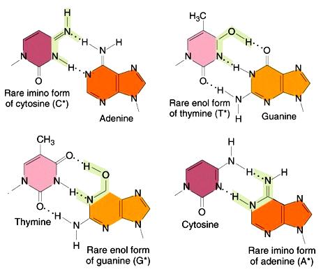 RNA: non standard base pairs RNA secondary structures G-C and A-U form hydrogen bonded base pairs and are said to be complementary Base pairs are approximately coplanar and are
