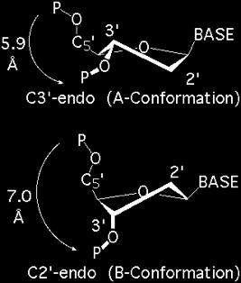 conformations in polynucleotides: -