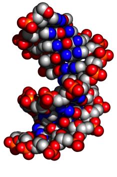 A-DNA B-DNA Z-DNA Helix