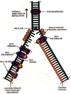 RNA primer Exonuclease removes RNA primer, which are replace with DNA nucleotides by DNA polymerase Tutorial : http://www.pbs.