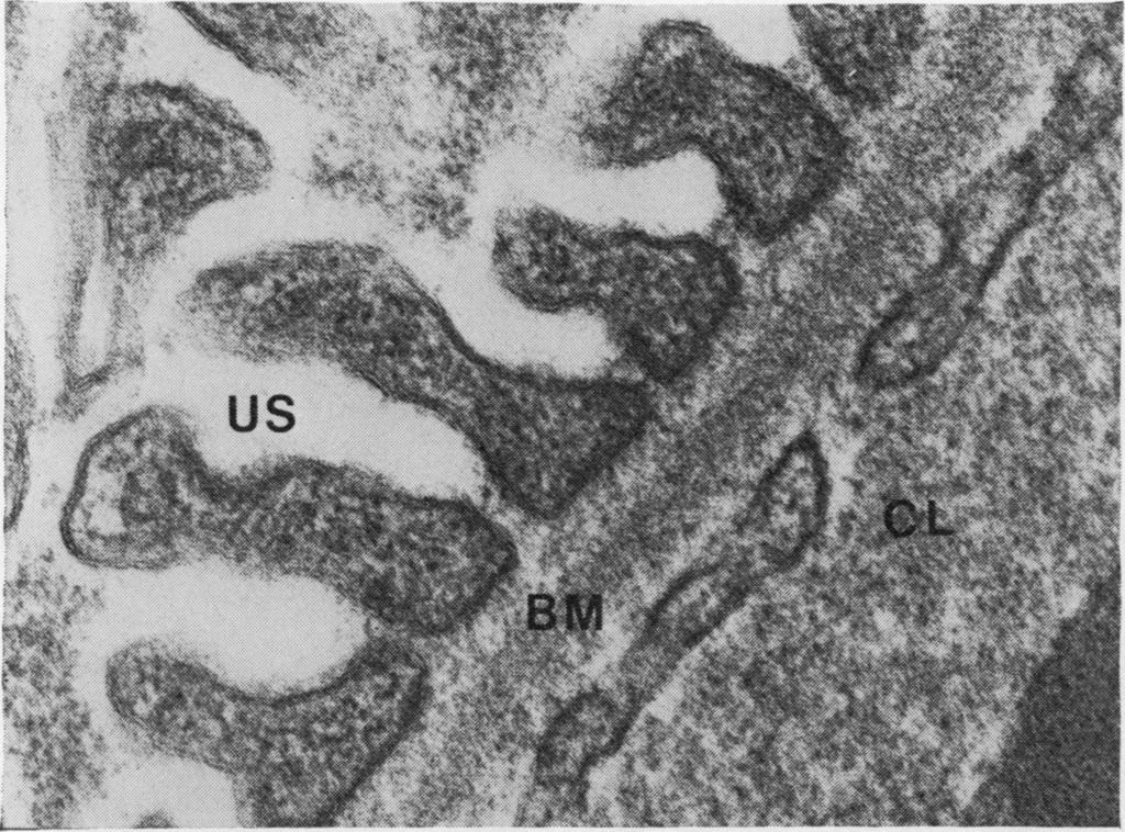 Technical methods 517 Fig. 2 Glomerular capillary wall ofrabbit. Electron micrograph with normal ultrastructure.