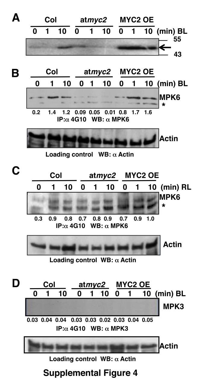 Supplemental Figure 4. Activation of MPK6 in Blue Light is MYC2 Dependent.