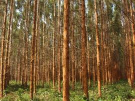 WHAT WE SEE NEXT INVESTORS IN FORESTRY Strategic
