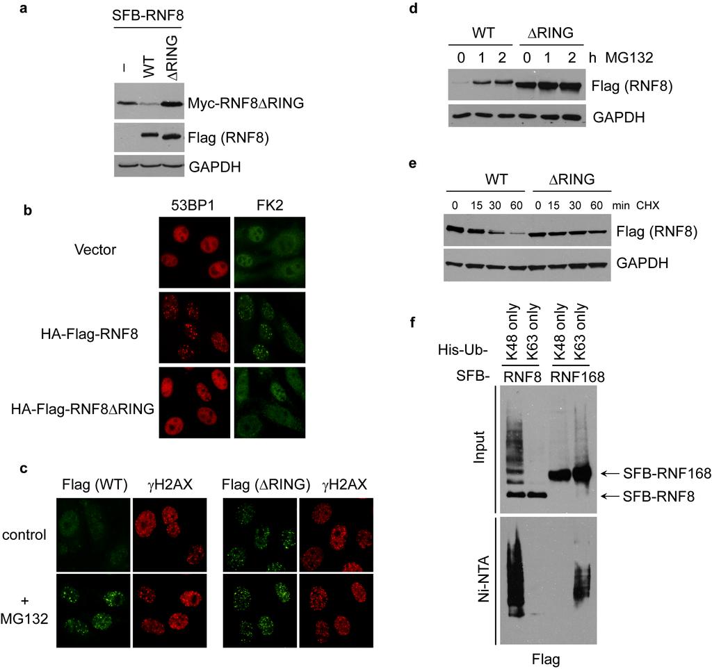 Supplementary Fig. 2. RNF8 facilitates its own degradation.