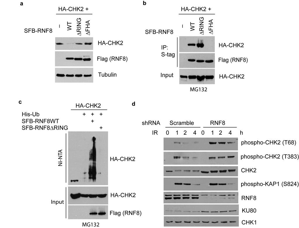 Supplementary Fig. 4. RNF8 ubiquitinates and degrades CHK2. (a) Degradation of CHK2 by RNF8 depends on its intact RING and FHA domain.