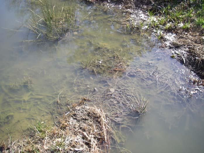 Description: Wastewater continues to flow down the ditch Photographer: Lindsay Stoker Witness: None Photo # 4 Of