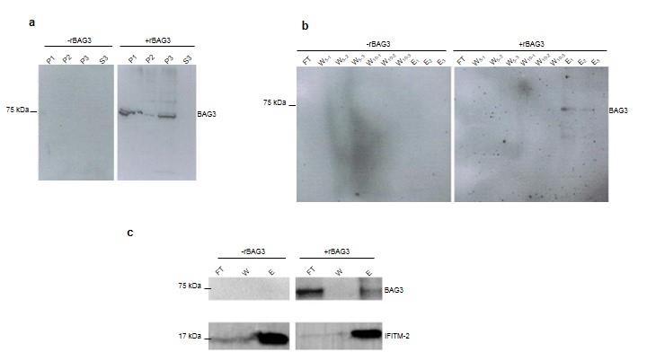 Supplementary Figure 3- Identification of IFITM-2 as potential receptor for BAG3.