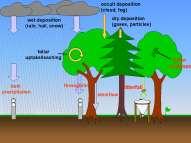 It is hence even economically important concept to study rain water partitioning in tea fields 3 What is Rain Partitioning?