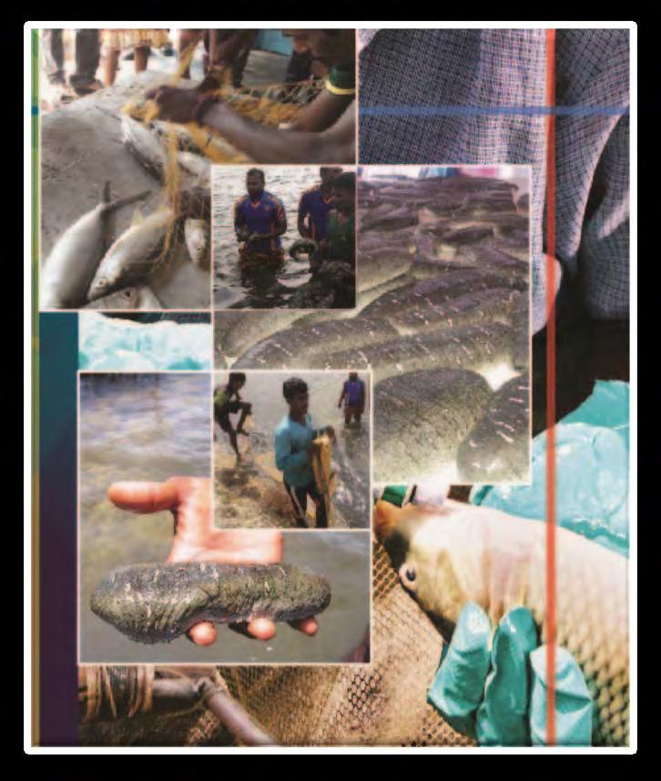 Aquaculture s contribution to poverty reduction in the