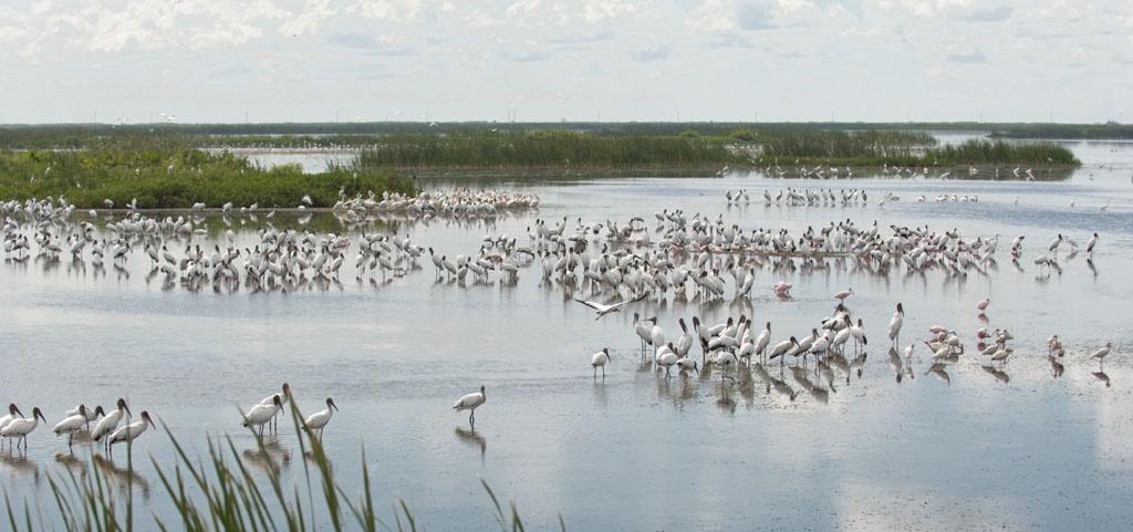 The Everglades: At the Forefront of Transition Fred H. Sklar, Ph.D.