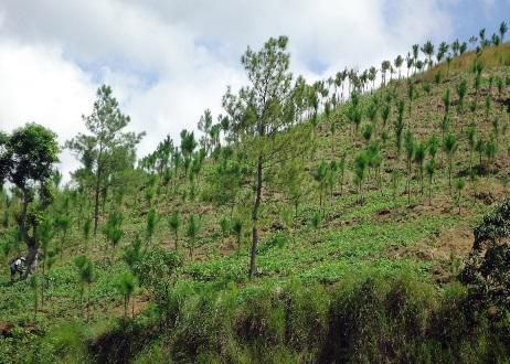 Examples in LAC Sustainable landscape forests Landscape approach