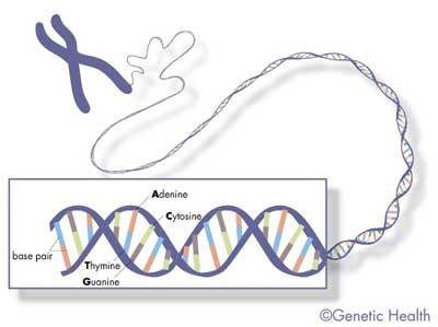 DNA deoxyribo nucleic acid Contains the information and instructions on how to make and maintain all living organisms Exists in all cells with a nucleus Units