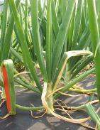 colossal (Rock Springs only) sized onions increased as did the proportion of unmarketable onion bulbs with center