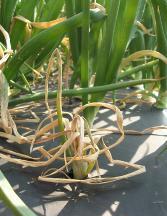 Not surprisingly, the percent of harvested bulbs with visible symptoms of center rot at harvest was highest in