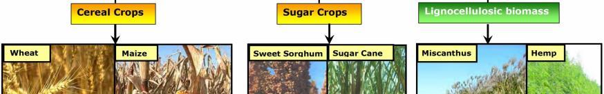 (sugar cane and sugar beet) It could be used as transport fuel (blended with petrol at