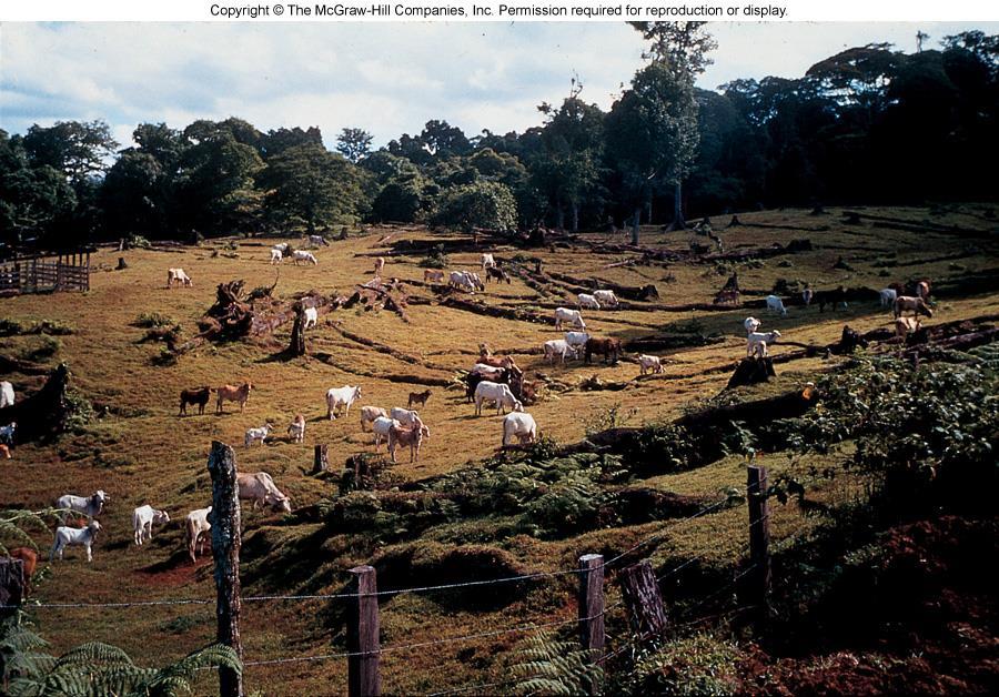 CAUSES Cattle ranching 12% of deforestation frequently aided by government