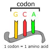 The Triplet Hypothesis the genetic code consists of a combination of three nucleotides, called a codon.