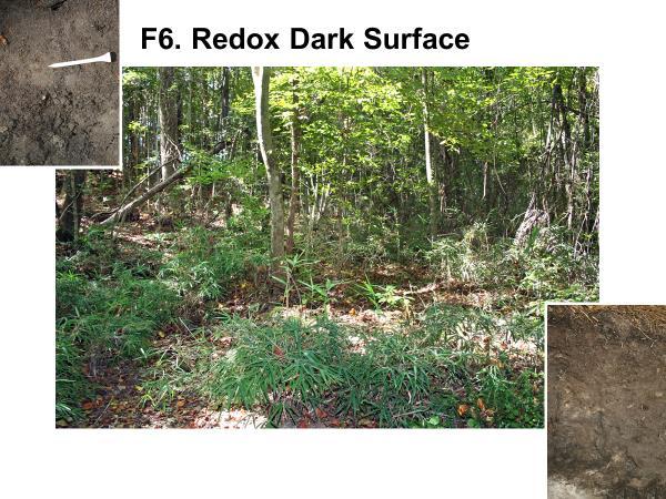 Dark Surfaces High in Organic Matter with Redox Slight gradient, fluctuating hydroperiod near edge of
