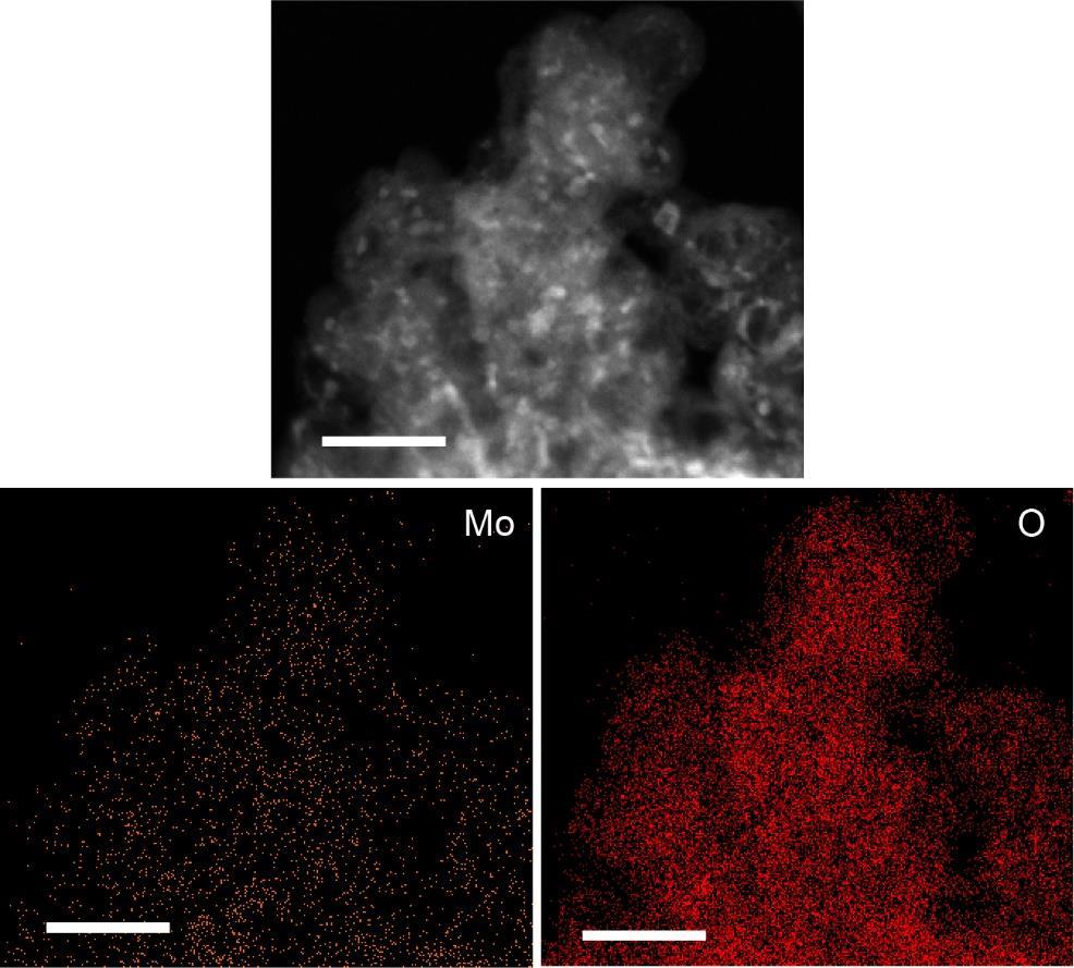 A B C Figure S12. TEM and EDX mapping images of MoO 3 x, Related to Figure 5 (A) High-angle annular dark field scanning TEM image of MoO3 x. Scale bar, 50 nm.