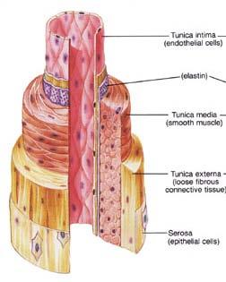 Tissue Engineered Blood Vessels State of art 1. Internal mammary a. 2. Sapphenous vien 3.