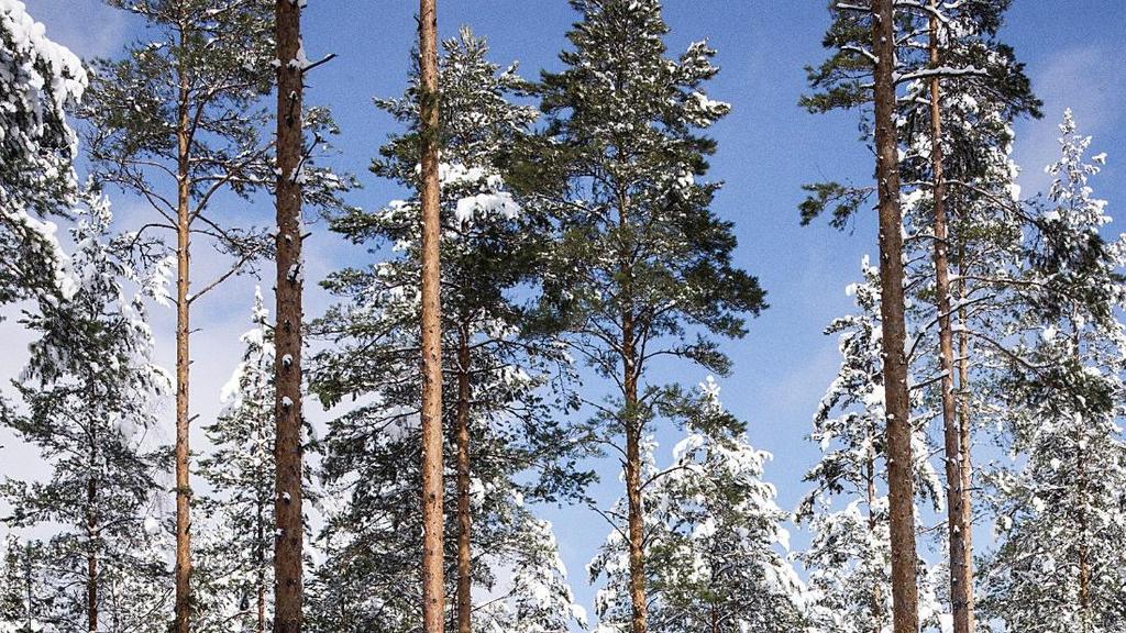 Metsä Group The world needs Metsä Our products come from the forest We are Metsä Group.