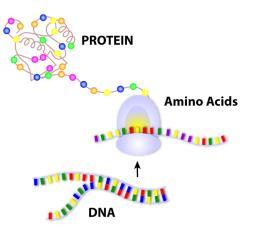 Unwind DNA Polymerase RNA Polymerase Leading strand Lagging strand 3 end 5 end Double helix Leading Strand DNA