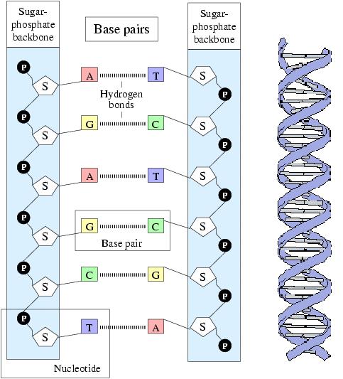 DNA - a chemical encoding Nucleotides