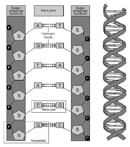 DNA, RNA, and Proteins Before a gene comes into use, its coding DNA is transcribed to RNA that in