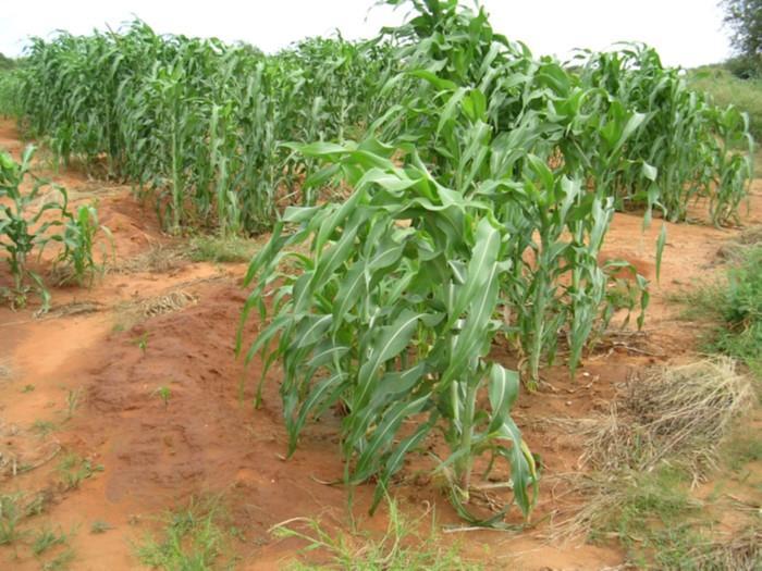 Demi-Lunes Research station and on-farm trials suggest that these techniques can significantly reduce soil erosion, the risk of crop failure and increase yields Adoption of