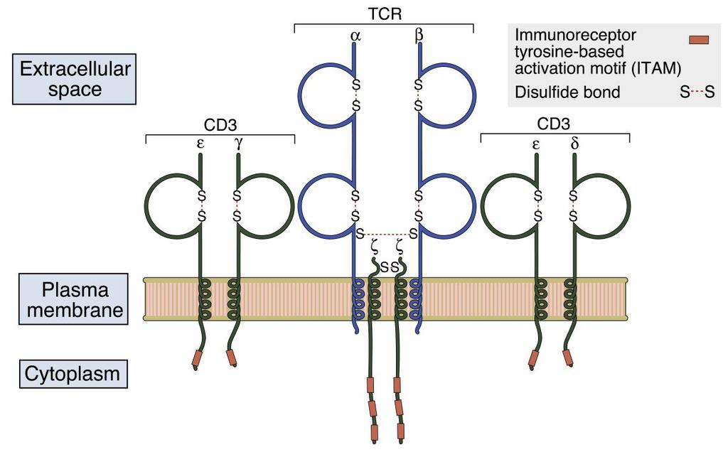 Non covalent association between TCR and CD3 T-cell receptor- heterodimeric membrane molecule Sees foreign Ag as processed foreign peptide