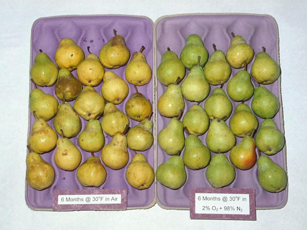 CA / MA EFFECTS Bartlett Pears Example 6 months @ -1 C in