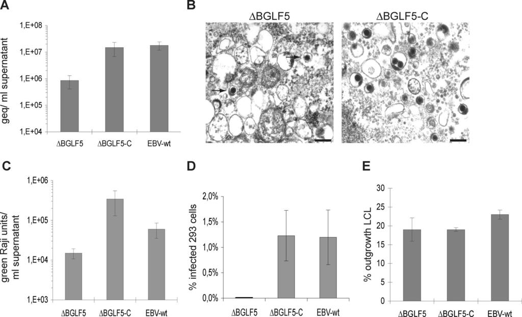 VOL. 83, 2009 EBV BGLF5 AND VIRUS MATURATION 4955 FIG. 2. BGLF5 is required for virus production but not B-cell immortalization.